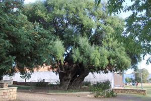 uralter Olivenbaum (2000 Jahre?)